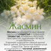 эфирное масло жасмин